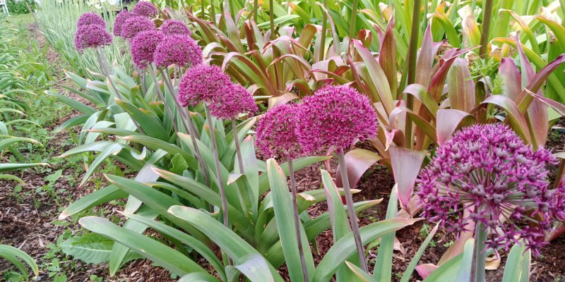 Allium 'Ostara' Laukka